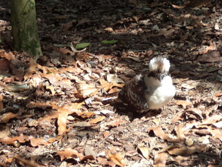 kookaburra on the tree