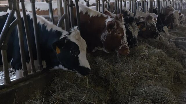Dairy black and white cows eating hay in a cattle barn