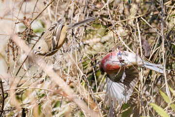 ペアで
食事中の可愛いベニマシコ（アトリ科）
英名学名：Long-tailed Rosefinch (Uragus sibiricus)
神奈川県清川村早戸川林道2025年
