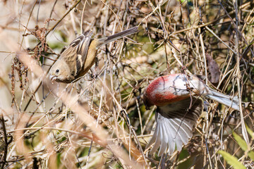 Obraz premium ペアで 食事中の可愛いベニマシコ（アトリ科） 英名学名：Long-tailed Rosefinch (Uragus sibiricus) 神奈川県清川村早戸川林道2025年 