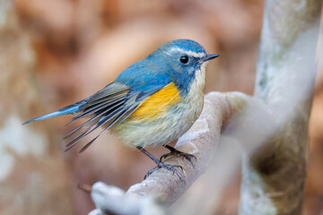 水浴びする
幸せの青い鳥、可愛いルリビタキ（ヒタキ科）
英名学名：Red-flanked Bluetail (Tarsiger cyanurus)
神奈川県清川村、早戸川林道-2025年
