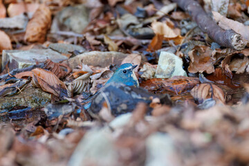 水浴びする
幸せの青い鳥、可愛いルリビタキ（ヒタキ科）
英名学名：Red-flanked Bluetail (Tarsiger cyanurus)
神奈川県清川村、早戸川林道-2025年
