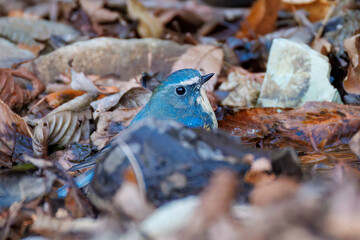 水浴びする
幸せの青い鳥、可愛いルリビタキ（ヒタキ科）
英名学名：Red-flanked Bluetail (Tarsiger cyanurus)
神奈川県清川村、早戸川林道-2025年
