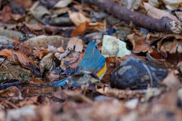 水浴びする
幸せの青い鳥、可愛いルリビタキ（ヒタキ科）
英名学名：Red-flanked Bluetail (Tarsiger cyanurus)
神奈川県清川村、早戸川林道-2025年
