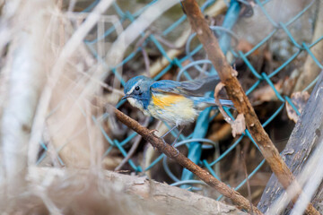 水浴びする
幸せの青い鳥、可愛いルリビタキ（ヒタキ科）
英名学名：Red-flanked Bluetail (Tarsiger cyanurus)
神奈川県清川村、早戸川林道-2025年
