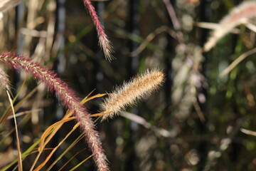 Flower on a fountain grass (pennisetum) plant in a garden