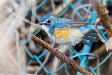 水浴びする
幸せの青い鳥、可愛いルリビタキ（ヒタキ科）
英名学名：Red-flanked Bluetail (Tarsiger cyanurus)
神奈川県清川村、早戸川林道-2025年
