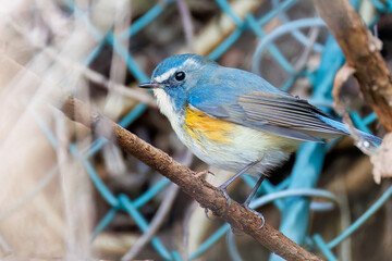 水浴びする
幸せの青い鳥、可愛いルリビタキ（ヒタキ科）
英名学名：Red-flanked Bluetail (Tarsiger cyanurus)
神奈川県清川村、早戸川林道-2025年
