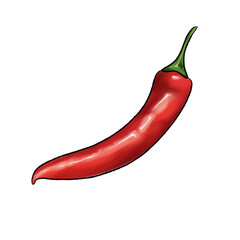 Red chili (Capsicum annuum L) illustration on a transparent background