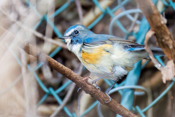 水浴びする
幸せの青い鳥、可愛いルリビタキ（ヒタキ科）
英名学名：Red-flanked Bluetail (Tarsiger cyanurus)
神奈川県清川村、早戸川林道-2025年
