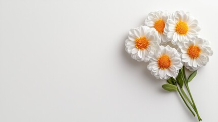 Obraz premium A Beautiful Arrangement of White and Orange Daisies on a Minimalist Background Perfect for Floral and Nature-Themed Projects, Celebrations, and Decorative Purposes