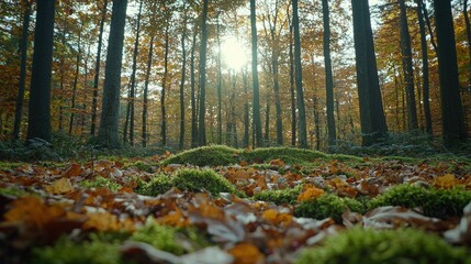 Autumn Sunlight Illuminates Mossy Forest Floor