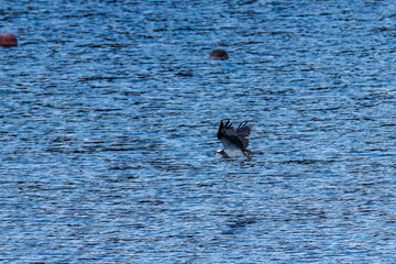 飛翔する美しいミサゴ（タカ科）
英名学名：osprey (Pandion...