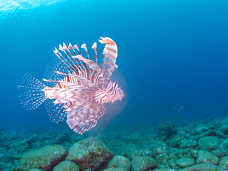 美しく大きなハナミノカサゴ（ミノカサゴ亜科）他。
英名学名：Red Lionfish (Pterois volitans)
岩場に集まる、美しいソラスズメダイ（スズメダイ科）他の群れ。
英名学名：Heavenly Damselfish (Pomacentrus coelestis)
静岡県伊豆半島賀茂郡南伊豆町中木ヒリゾ浜2024年
