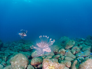 美しく大きなハナミノカサゴ（ミノカサゴ亜科）他。
英名学名：Red Lionfish (Pterois volitans)
岩場に集まる、美しいソラスズメダイ（スズメダイ科）他の群れ。
英名学名：Heavenly Damselfish (Pomacentrus coelestis)
静岡県伊豆半島賀茂郡南伊豆町中木ヒリゾ浜2024年
