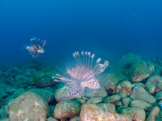 美しく大きなハナミノカサゴ（ミノカサゴ亜科）他。
英名学名：Red Lionfish (Pterois volitans)
岩場に集まる、美しいソラスズメダイ（スズメダイ科）他の群れ。
英名学名：Heavenly Damselfish (Pomacentrus coelestis)
静岡県伊豆半島賀茂郡南伊豆町中木ヒリゾ浜2024年
