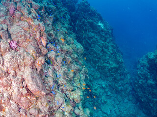 ウミカラマツ（ソフトコーラル）が生えるドロップオフのキンギョハナダイ（ハナダイ亜科）ソラスズメダイ（スズメダイ科）他群れ
英名学名：Sea Goldie (Pseudanthias squamipinnis)
Heavenly Damselfish (Pomacentrus coelestis)
Northern yellow-spotted chromis, Chromis yamakawai
