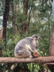 Close-up of koala bear on a tree branch, rolling a small log. Background of beautiful trees in a forest scenic view. High quality image