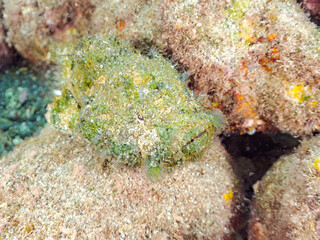 岩の間で完璧な擬態をする、美しいサツマカサゴ（フサカサゴ科）他。
英名学名：Humpbacked scorpionfish, Yellowfin scorpionfish, Scorpaenopsis neglecta 
静岡県伊豆半島賀茂郡南伊豆町中木ヒリゾ浜2024年
