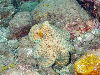 岩の間に隠れる大きな美しいワモンダコ（マダコ科）。
英名学名：Big Blue Octopus (Octopus cyanea)
静岡県伊豆半島賀茂郡南伊豆町中木ヒリゾ浜2024年
