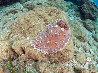 美しく巨大なコウシンウミウシ（クロシタナシウミウシ科）。
英名学名：Dendrodoris carbunculosa, Sea Slug
静岡県伊豆半島賀茂郡南伊豆町中木ヒリゾ浜2024年
