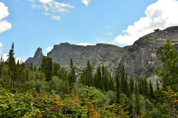 Tall pines with cedars and thickets of bushes grow on the rocky slope of a beautiful mountain under a sunny summer sky.