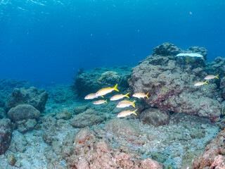 Fototapeta premium 美しいアカヒメジ（ヒメジ科）他の群れ。 英名学名：Yellowfin goatfish (Mulloidichthys vanicolensis),. 静岡県伊豆半島賀茂郡南伊豆町中木ヒリゾ浜2024年 