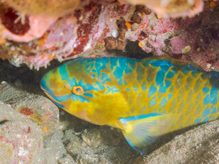 大きく美しいヒブダイ（ブダイ科）他。
英名学名：BlueBlue-barred parrotfish (Scarus ghobban)
静岡県伊豆半島賀茂郡南伊豆町中木ヒリゾ浜2024年
