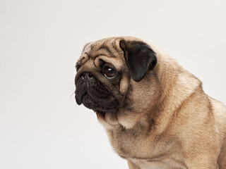 Obraz premium A pug is captured in side profile in a studio against a white background. The focus is on the dog expressive features and distinctive wrinkled face.