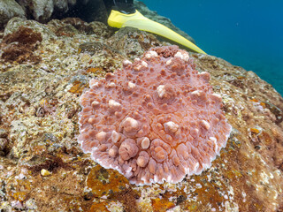美しく巨大なコウシンウミウシ（クロシタナシウミウシ科）。
英名学名：Dendrodoris carbunculosa, Sea Slug
静岡県伊豆半島賀茂郡南伊豆町中木ヒリゾ浜2024年
