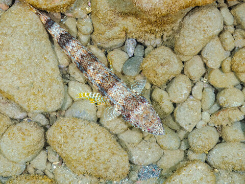 砂地にいる美しいアカエソ（エソ科）。
英名学名：Red Lizardfish, (Synodus ulae Schultz)
静岡県伊豆半島賀茂郡南伊豆町中木ヒリゾ浜2024年
