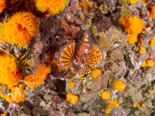 ウミトサカ, ウミトサカ科, イボヤギ, キサンゴ科, ソフトコーラル, キリンミノ, フサカサゴ科, ヒリゾ浜, 中木, 南伊豆, 伊豆半島, 静岡県, 海, 水中, 魚, 水, 自然, ダイバー, 動物, 生物, 海中, 深い, 風景, シュノーケリング, スキンダイビング, ビーチ, 色, カラフル, 美しい, 可愛い, 魚群, 水中カメラ, 水中ハウジング, 透明, 波, 岩礁, 海景, 
