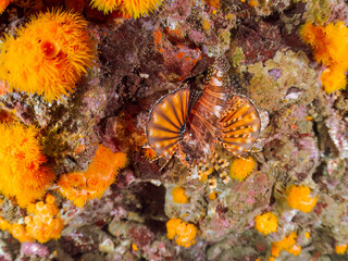 ウミトサカ, ウミトサカ科, イボヤギ, キサンゴ科, ソフトコーラル, キリンミノ, フサカサゴ科, ヒリゾ浜, 中木, 南伊豆, 伊豆半島, 静岡県, 海, 水中, 魚, 水, 自然, ダイバー, 動物, 生物, 海中, 深い, 風景, シュノーケリング, スキンダイビング, ビーチ, 色, カラフル, 美しい, 可愛い, 魚群, 水中カメラ, 水中ハウジング, 透明, 波, 岩礁, 海景, 