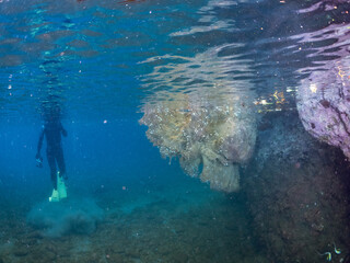 台風で吹き寄せられた巨大な流木が浮いている。
よく見ると多くのカニやウミケムシ、カメノテなどが居着いている。
静岡県伊豆半島賀茂郡南伊豆町中木ヒリゾ浜2024年
