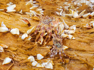 台風で吹き寄せられた巨大な流木が浮いている。
よく見ると多くのカニやウミケムシ、カメノテなどが居着いている。
静岡県伊豆半島賀茂郡南伊豆町中木ヒリゾ浜2024年
