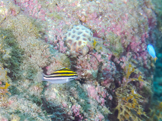 美しいフタスジタマガシラ（イトヨリダイ科）の幼魚。
英名学名：Two-lined monocle bream, Scolopsis bilineata
静岡県伊豆半島賀茂郡南伊豆町中木ヒリゾ浜2024年

