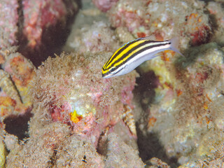 美しいフタスジタマガシラ（イトヨリダイ科）の幼魚。
英名学名：Two-lined monocle bream, Scolopsis bilineata
静岡県伊豆半島賀茂郡南伊豆町中木ヒリゾ浜2024年
