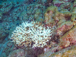 サンゴの白化現象
テーブルサンゴのフタスジリュウキュウスズメダイ、ミツボシクロスズメダイ、ヤリカタギ幼魚他
英名学名：Reticulated Dascyllus,Dascyllus reticulatus
Chevron Butterflyfish,Chaetodon trifascialis
Threespot dascyllus,Dascyllus trimaculatus
南伊豆中木ヒリゾ浜