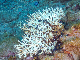 サンゴの白化現象
テーブルサンゴのフタスジリュウキュウスズメダイ、ミツボシクロスズメダイ、ヤリカタギ幼魚他
英名学名：Reticulated Dascyllus,Dascyllus reticulatus
Chevron Butterflyfish,Chaetodon trifascialis
Threespot dascyllus,Dascyllus trimaculatus
南伊豆中木ヒリゾ浜