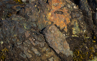 Seaweed On Stone