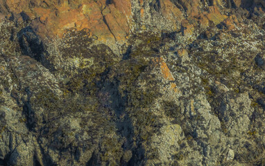 Seaweed On Rocks