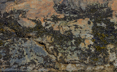 Seaweed On The Rocks