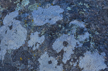 Lichens Covering Rock