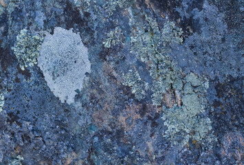 Lichens Covering Rock