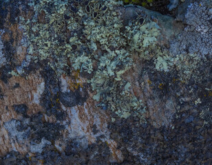 Lichens Covering Rock