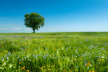 Idyllic Rural Landscape - Lush Green Field Beneath a Beautiful Clear Sky with Blooming wildflowers