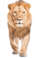 Obraz premium Majestic Lion Walking Towards the Camera in Bright White Background