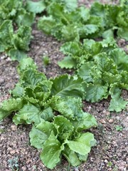 Fresh lettuce growing in a backyard garden, highlighting home gardening and organic living. The crisp leaves reflect eco-friendly and sustainable food practices. Selective Focus.