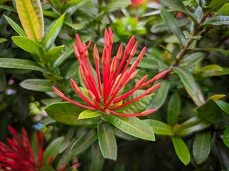 Ixora chinensis, commonly known as Chinese ixora, is a species of plant of the genus Ixora.