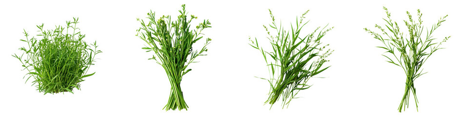 Assortment of Fresh Green Herbs on White Background with Copy Space for Recipe or Cooking Concepts